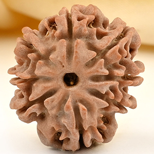 8 Mukhi from Nepal Small - CDLXXV