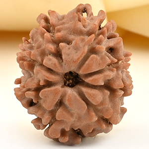 8 Mukhi from Nepal Small - CDLXXVI