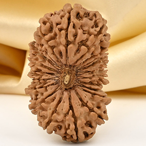 Super Collector 21 Mukhi from Nepal - II