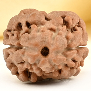Rare 2 Mukhi from Nepal Small - DIII