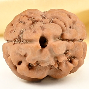 Rare 2 Mukhi from Nepal Small - DIV