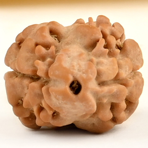 Rare 2 Mukhi from Nepal Small - DV