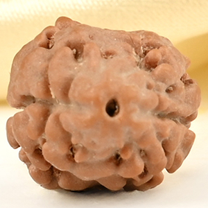 Rare 2 Mukhi from Nepal Small - DVI