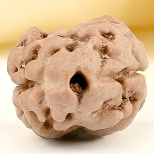 Rare 2 Mukhi from Nepal Small - DX