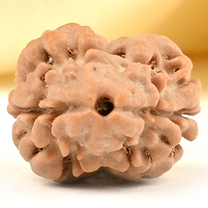 Rare 2 Mukhi from Nepal Small - DXII