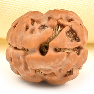 Rare 2 Mukhi from Nepal Small - DXIII