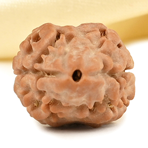 Rare 2 Mukhi from Nepal - CCXXIV