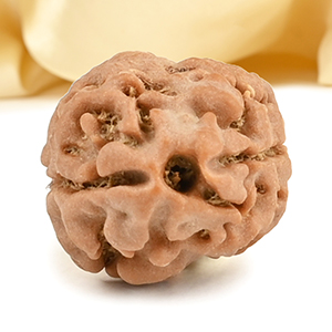Rare 2 Mukhi from Nepal - CCXXV