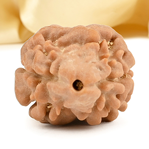 Rare 2 Mukhi from Nepal - CCXXVI