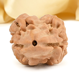 Rare 2 Mukhi Nepali Large - CXXXVI