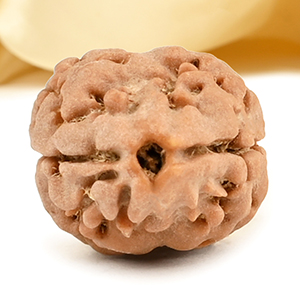 Rare 2 Mukhi Nepali Large - CXXXVII