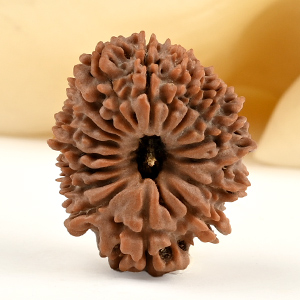 17 Mukhi from Nepal - CI