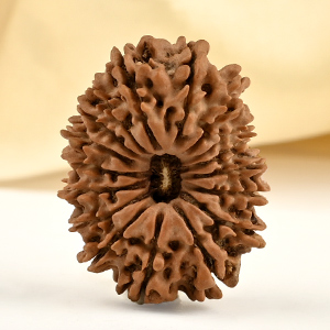 17 Mukhi from Nepal - CII