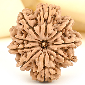 Collector 9 Mukhi from Nepal - CCXXXVII