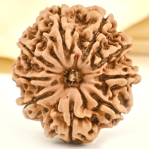 Super Collector 9 mukhi from Nepal - CXXIV
