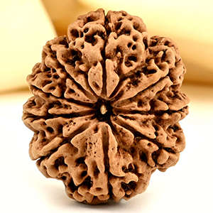 Super Collector 9 mukhi from Nepal - CXXV