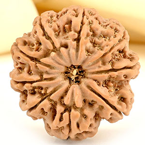 Super Collector 9 mukhi from Nepal - CXXVI