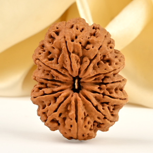Super Collector 10 Mukhi from Nepal - LXII