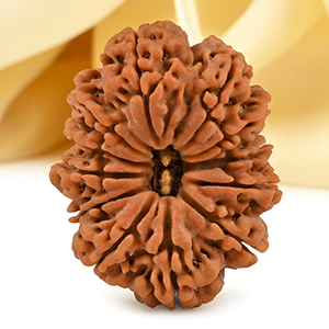 Super Collector 12 Mukhi from Nepal - LXXVIII