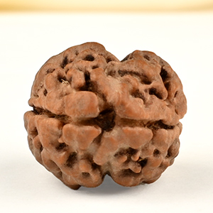 Rare 2 Mukhi Nepali Large - CXXXIX