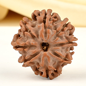 8 Mukhi from Nepal Small - CDLXXVII