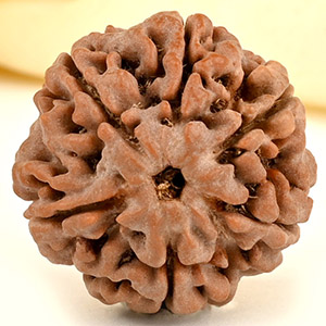 Collector 6 Mukhi from Nepal - CCXXVII