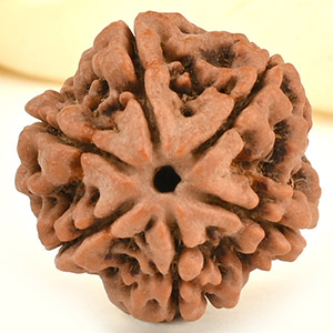 Collector 6 Mukhi from Nepal - CCXXVIII