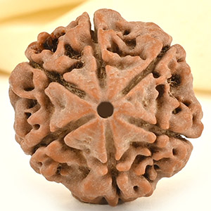 Collector 6 Mukhi from Nepal - CCXXIX