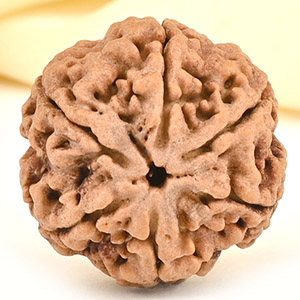 Collector 6 Mukhi from Nepal - CCXXX