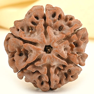 Collector 6 Mukhi from Nepal - CCXXXII