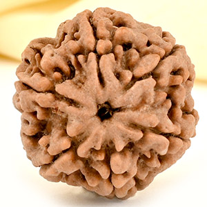 Collector 6 Mukhi from Nepal - CCXXXIII