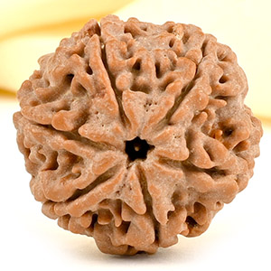 Collector 6 Mukhi from Nepal - CCXXXIV