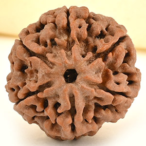 Collector 6 Mukhi from Nepal - CCXXXV