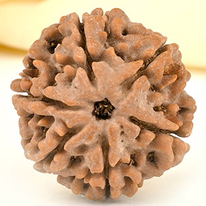 Collector 6 Mukhi from Nepal - CCXXXVI