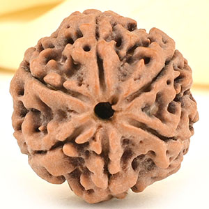 Collector 6 Mukhi from Nepal - CCXXXVII
