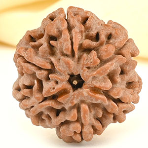 Collector 6 Mukhi from Nepal - CCXXXIX