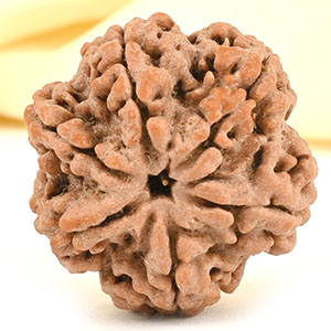 Collector 6 Mukhi from Nepal - CCXLII