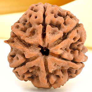 Collector 6 Mukhi from Nepal - CCXLIV