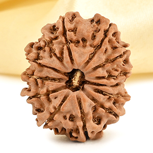 13 Mukhi from Nepal small - CCCXCIX
