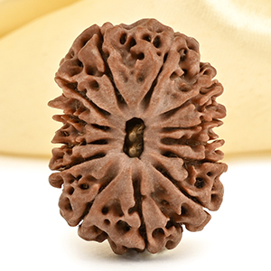 13 Mukhi from Nepal small - CD