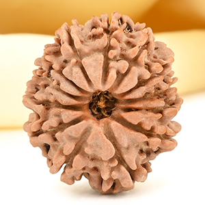 13 Mukhi from Nepal small - CDI