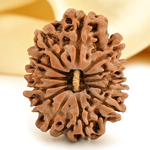 13 Mukhi from Nepal small - CDII