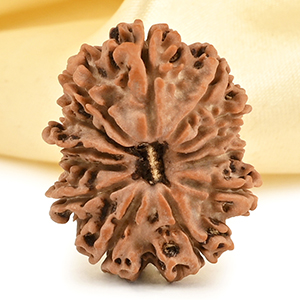 13 Mukhi from Nepal small - CDIII