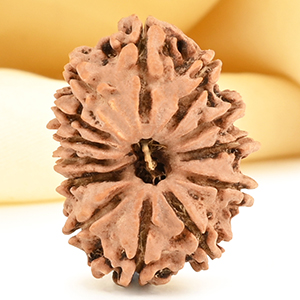 13 Mukhi from Nepal small - CDIV