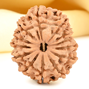 13 Mukhi from Nepal small - CDVI