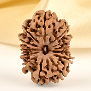 13 Mukhi from Nepal small - CDIX