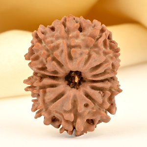 13 Mukhi from Nepal small - CDX