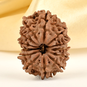 13 Mukhi from Nepal small - CDXI