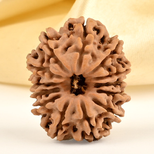 13 Mukhi from Nepal small - CDXII
