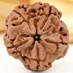 Collector 5 Mukhi from Nepal - DXCX